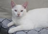 Wolfie the Super Flame Point Siamese Mix Kitten