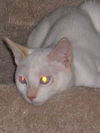 Wolfie the Super Flame Point Siamese Mix Kitten