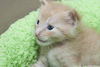 Wellington the Easy Going Kitten
