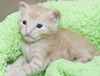 Wellington the Easy Going Kitten