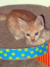 Wellington the Easy Going Kitten