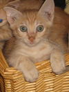 Wellington the Easy Going Kitten