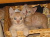 Wellington the Easy Going Kitten