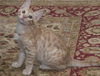 Wellington the Easy Going Kitten
