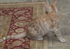 Wellington the Easy Going Kitten