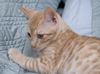 Wellington the Easy Going Kitten
