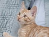 Wellington the Easy Going Kitten