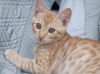 Wellington the Easy Going Kitten