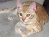 Wellington the Easy Going Kitten