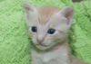Nelson the Gentle Kitten