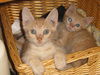 Nelson the Gentle Kitten