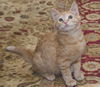 Nelson the Gentle Kitten