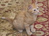 Nelson the Gentle Kitten