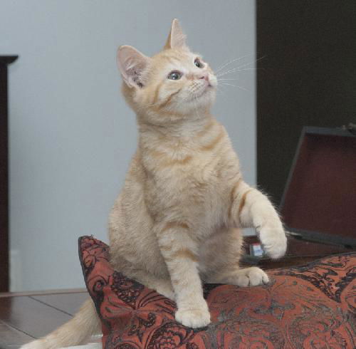 Nelson the Gentle Kitten