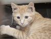 Nelson the Gentle Kitten