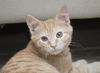 Nelson the Gentle Kitten