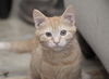 Nelson the Gentle Kitten