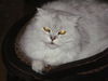Peanut the Golden-Eyed Scottish Fold - Declawed