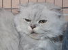 Peanut the Golden-Eyed Scottish Fold - Declawed