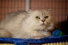 Peanut the Golden-Eyed Scottish Fold - Declawed