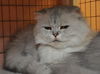 Peanut the Golden-Eyed Scottish Fold - Declawed