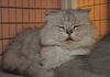 Peanut the Golden-Eyed Scottish Fold - Declawed