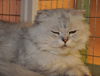 Peanut the Golden-Eyed Scottish Fold - Declawed