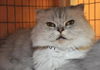 Peanut the Golden-Eyed Scottish Fold - Declawed