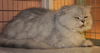 Peanut the Golden-Eyed Scottish Fold - Declawed