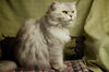 Peanut the Golden-Eyed Scottish Fold - Declawed