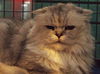 Peanut the Golden-Eyed Scottish Fold - Declawed