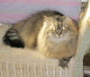Charlie Brown the Scottish Fold - Declawed