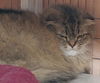 Charlie Brown the Scottish Fold - Declawed