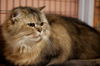 Charlie Brown the Scottish Fold - Declawed