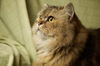 Charlie Brown the Scottish Fold - Declawed