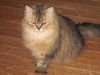 Furry Purry the Scottish Fold - Declawed