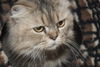 Furry Purry the Scottish Fold - Declawed