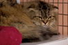 Furry Purry the Scottish Fold - Declawed
