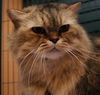 Furry Purry the Scottish Fold - Declawed