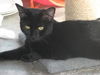 Niele the Declawed Sweetheart