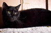 Niele the Declawed Sweetheart