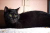 Niele the Declawed Sweetheart
