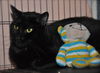 Niele the Declawed Sweetheart