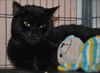Niele the Declawed Sweetheart