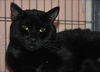 Niele the Declawed Sweetheart