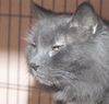 Smokey the Declawed Sweetheart