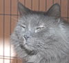 Smokey the Declawed Sweetheart