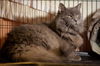 Smokey the Declawed Sweetheart