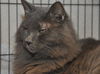 Smokey the Declawed Sweetheart