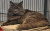 Smokey the Declawed Sweetheart
